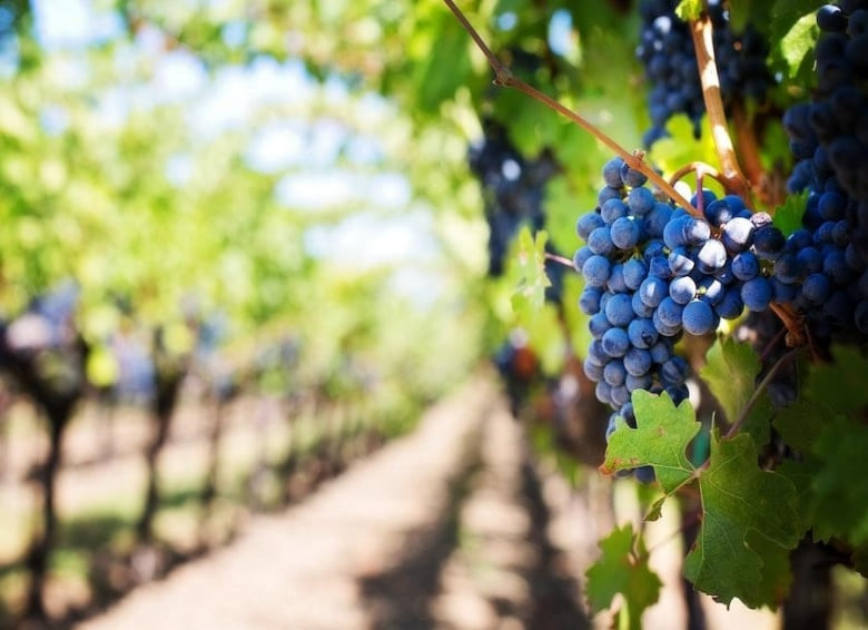 naramata bench wineries